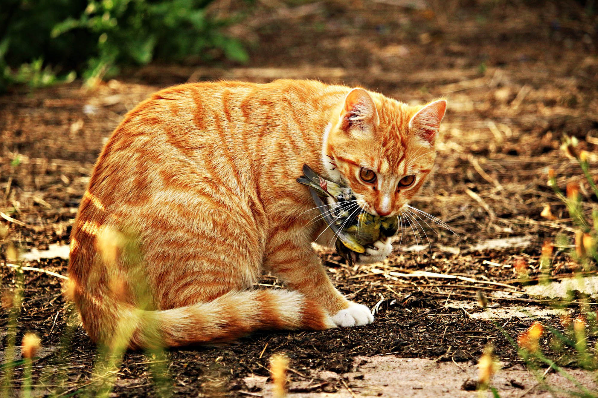 Katt med fugl i munnen. Foto: Pixabay.