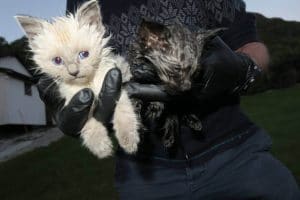Dumpet kattunger Foto Dyrebeskyttelsen Norge Sogn og Fjordane