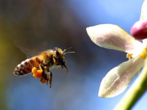 Bie og blomst. Foto: Pixabay