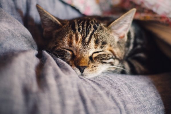 Katt på fanget som får kos. Foto: Pixabay.