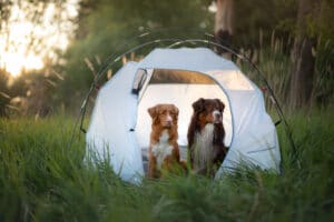 Hunder på telttur. Foto: Shutterstock