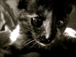 Liten svart og hvit kattunge. Foto: Pixabay