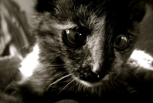 Liten svart og hvit kattunge. Foto: Pixabay