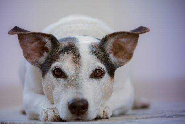Hund som ligger. Foto: Pixabay