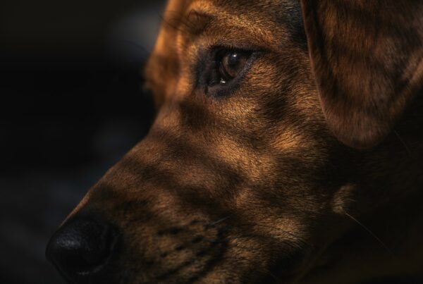 Illustrasjonsbilde hund. Foto: Pixabay