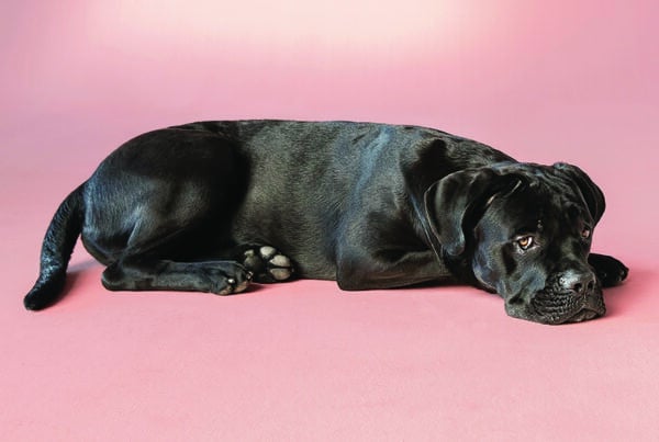 Bilde av hunden Elvis, til FONUS sin kampanje. Foto: FONUS begravelsesbyrå.