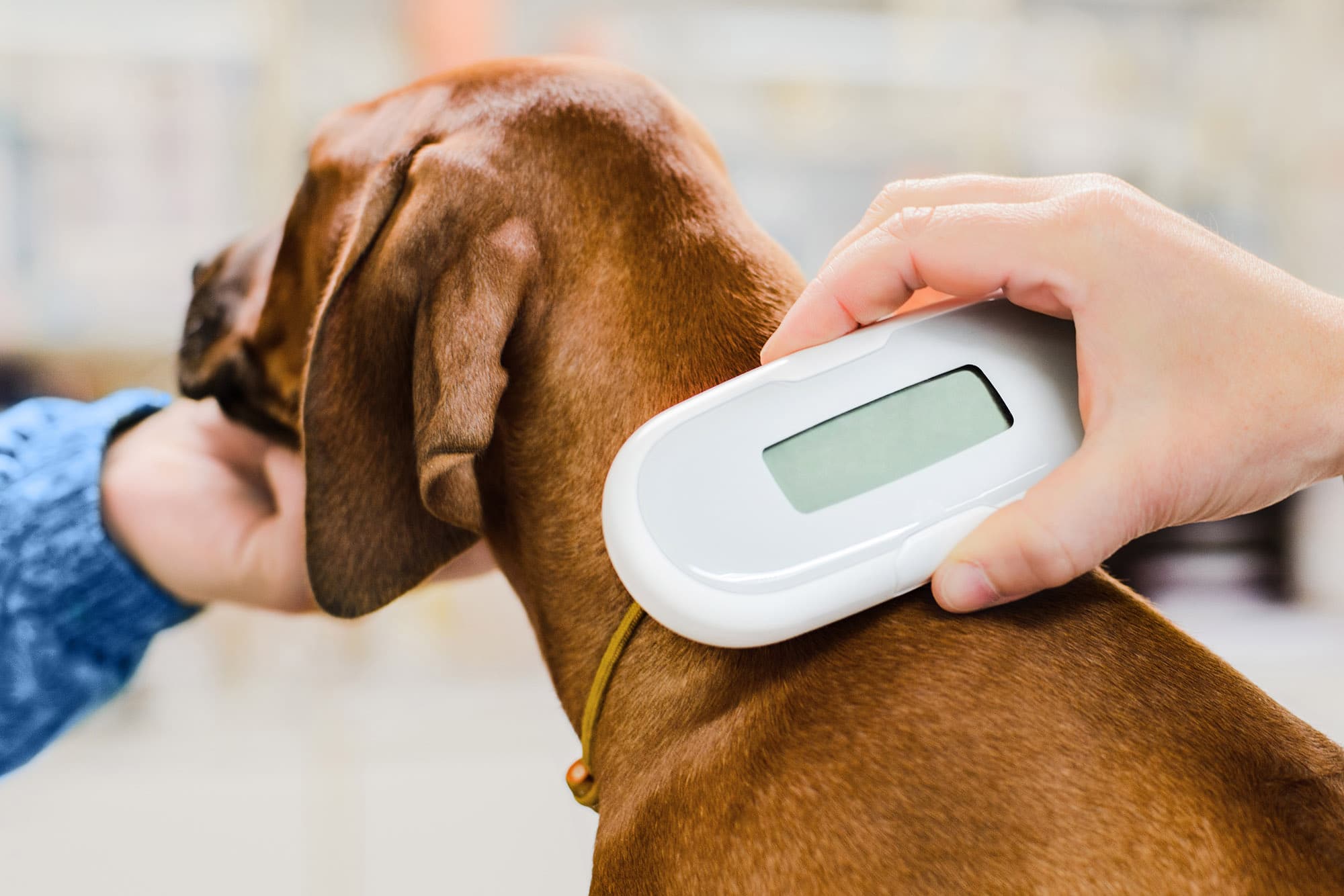 Hund som blir scannet for ID-chip. Foto: Shutterstock