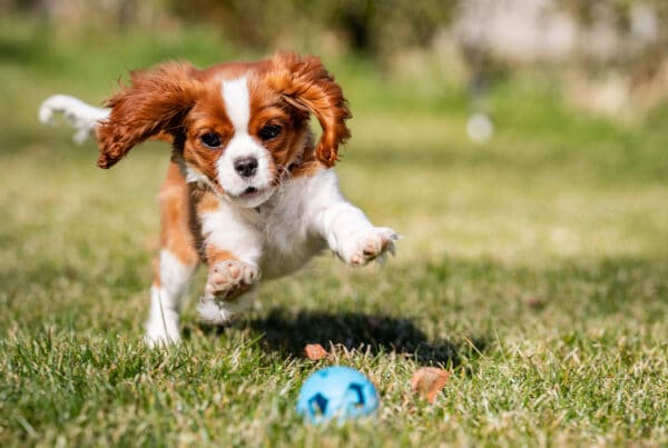 Picture of a Cavalier King Charles Spaniel. Foto: Shutterstock