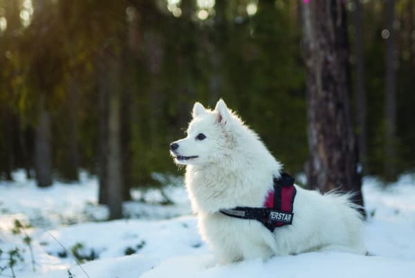 Hvit spisshund i snø Foto: Pixabay