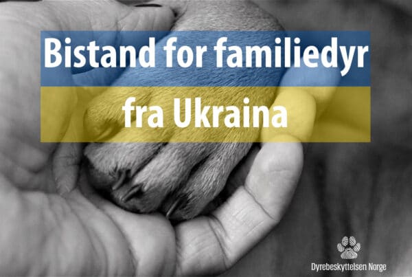 Bistand for familiedyr fra Ukraina