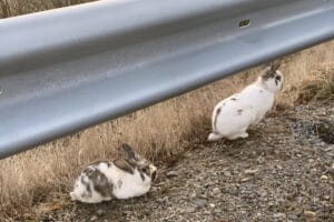 dumpingsesong kanin Nord-Jæren 2022 til nett