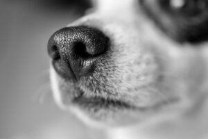 Hundesnute. Foto: Pixabay.