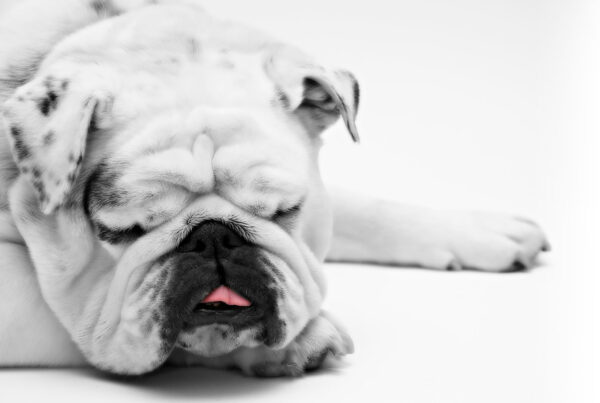 Bulldog som sover. Foto: Pixabay til nett