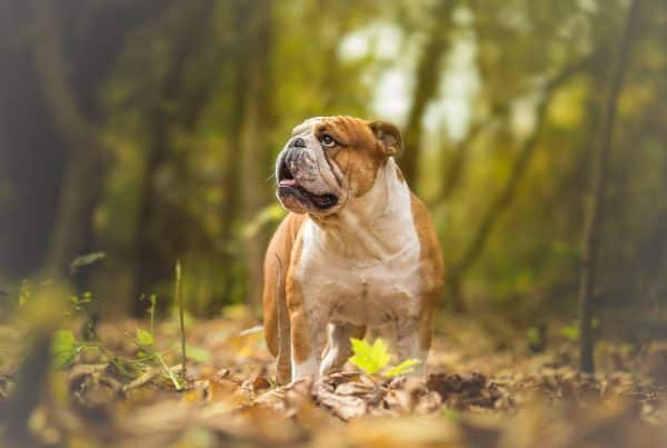 engelsk bulldog i skog. Foto: Shutterstock