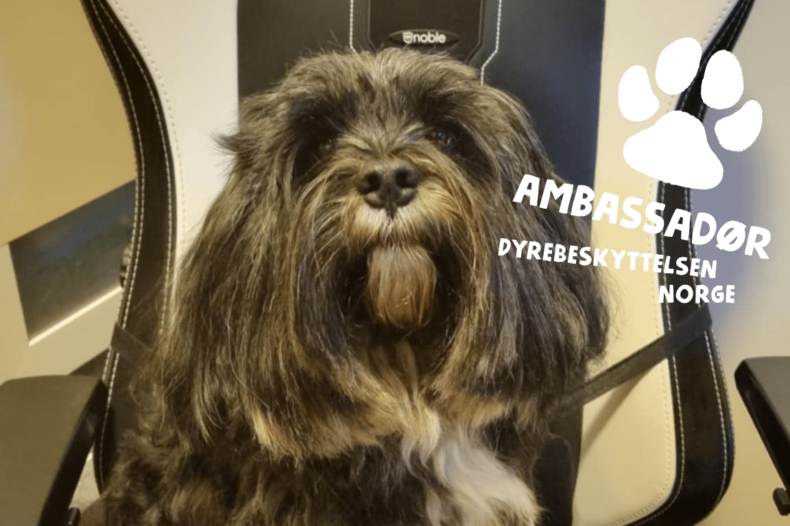 Molte kontorambassadør