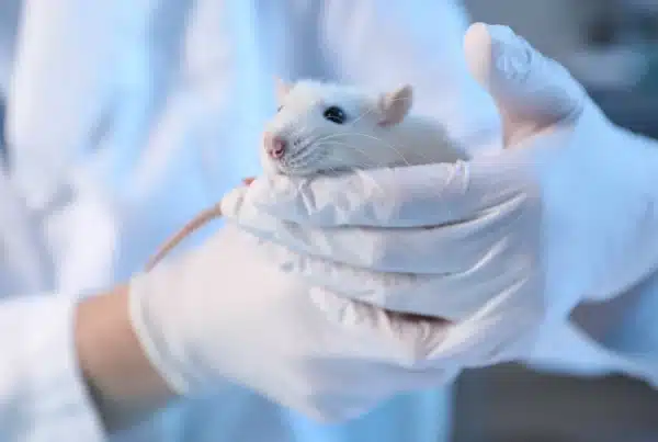 Hvit laboratoriemus holdes i hendene til en person med hansker