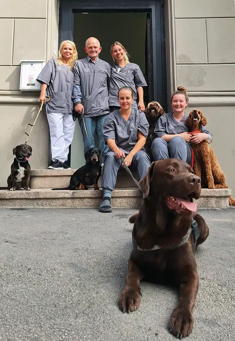 Ansatte og frivillige ved Lisaklinikken sammen med flere hunder