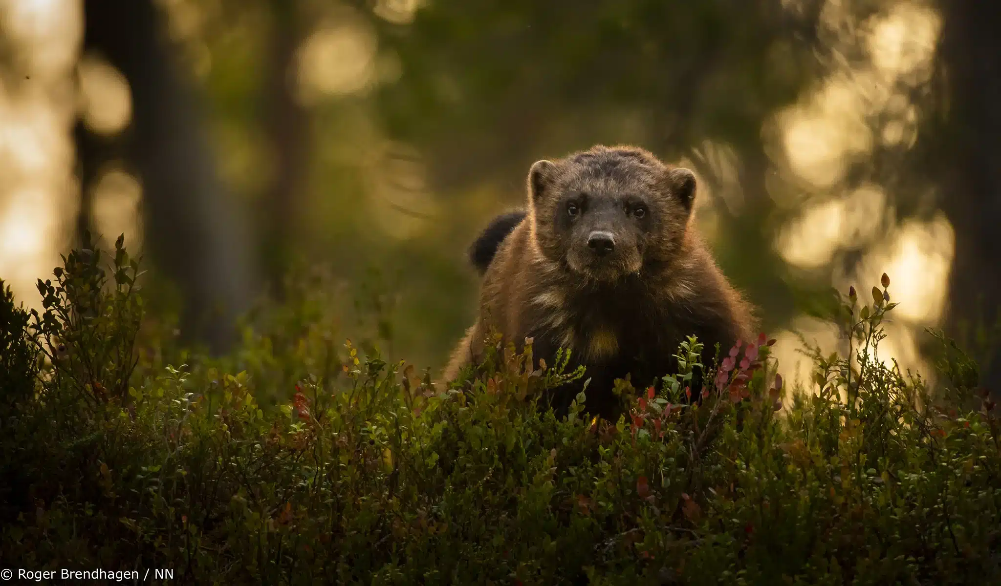 Jerv i norsk natur