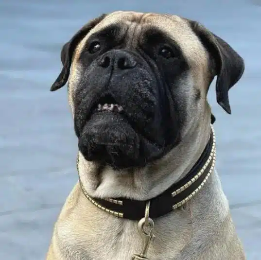 Hunden Bonnie som fikk behandling på Lisaklinikken